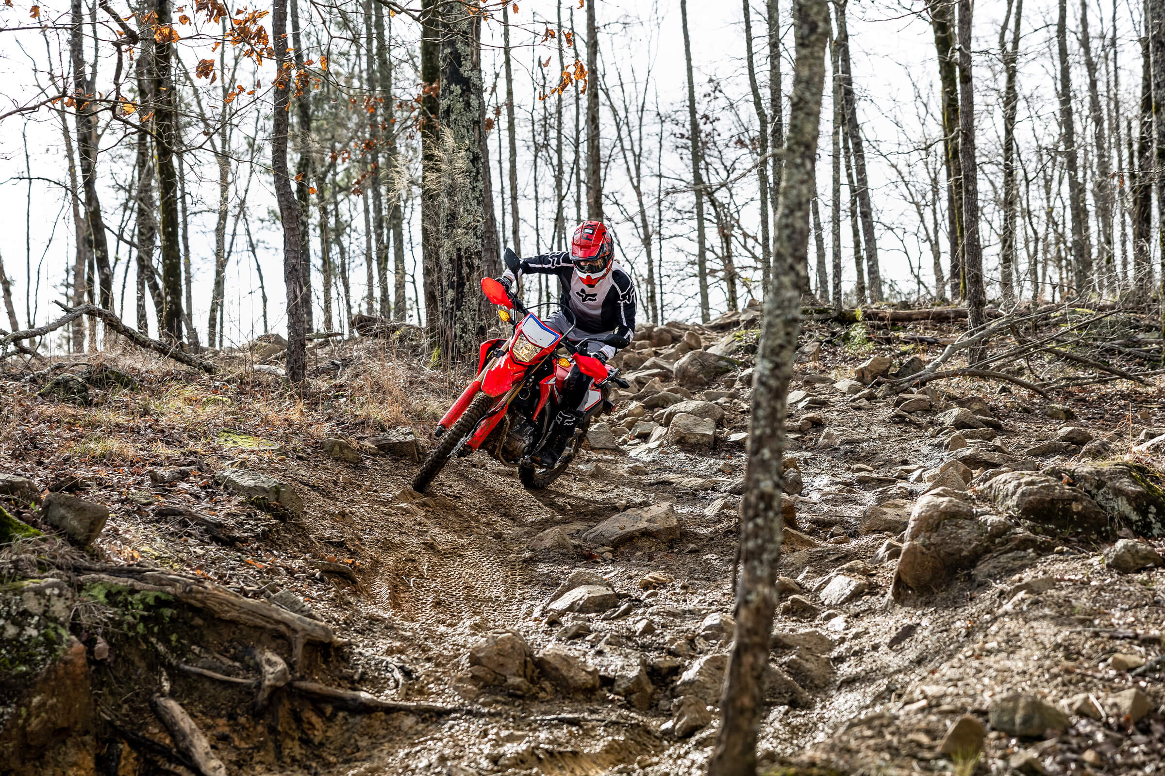 CRF300L - Dual-Sport Motorcycle - Honda